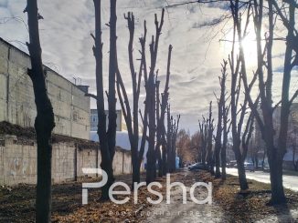 обрізані дерева вулиця Каденюка у Кропивницькому, новини Кропивницього