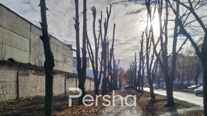 обрізані дерева вулиця Каденюка у Кропивницькому, новини Кропивницього