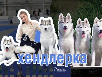 Хендлерка розплідника «Stacy Drive» Анастасія Барабан в Долинській громаді. Новини Кіровоградщини