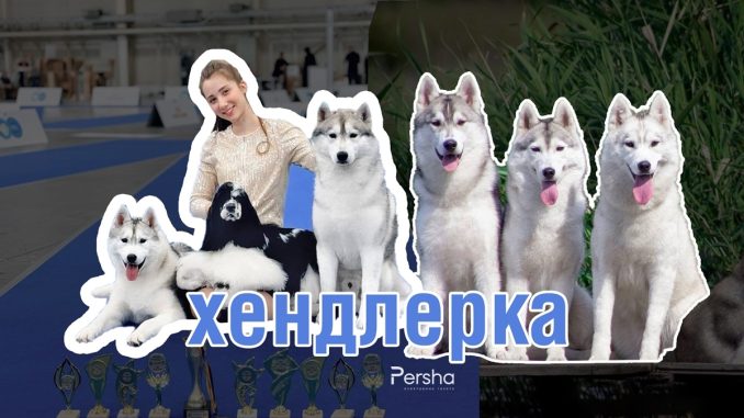 Хендлерка розплідника «Stacy Drive» Анастасія Барабан в Долинській громаді. Новини Кіровоградщини