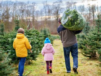 Новини Кропивницького та Кіровоградщини, купити новорічну ялинку у Кропивницькому, купити ялинку