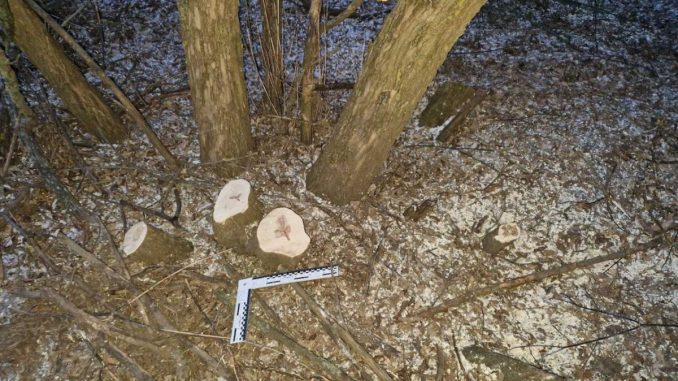 Новини Кропивницького та Кіровоградщини, незаконна вирубка дерев