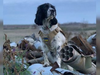 рзмінування Херсонщини, службова собака, спанієль Шеррі, новини Кіровоградщини