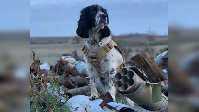рзмінування Херсонщини, службова собака, спанієль Шеррі, новини Кіровоградщини