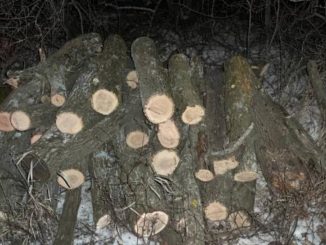 Новини Кропивницького та Кіровоградщини, Незаконна вирубка дерев, Дерева