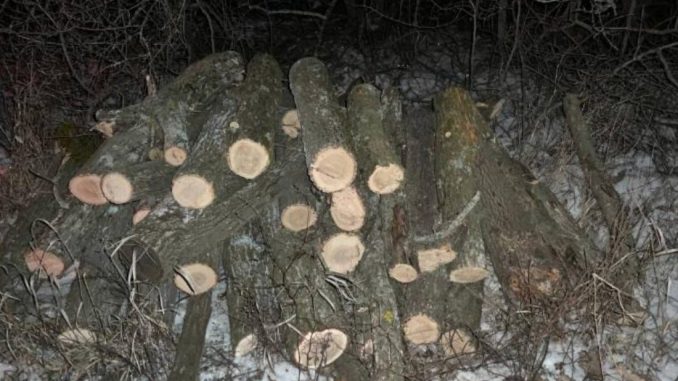 Новини Кропивницького та Кіровоградщини, Незаконна вирубка дерев, Дерева