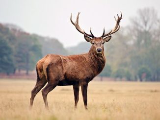Новини Кропивницького та Кіровоградщини, Тварини, Олень, Полювання