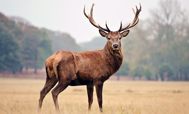 Новини Кропивницького та Кіровоградщини, Тварини, Олень, Полювання
