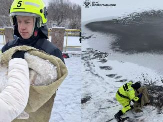 Новини Кропивницького та Кіровоградщини, лебеді, ДСНС, лебідь