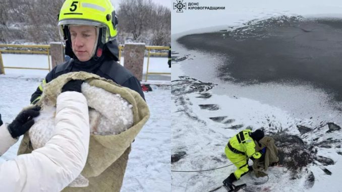 Новини Кропивницького та Кіровоградщини, лебеді, ДСНС, лебідь