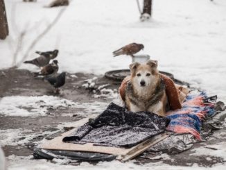 Новини Кіровоградщини, тварини взимку
