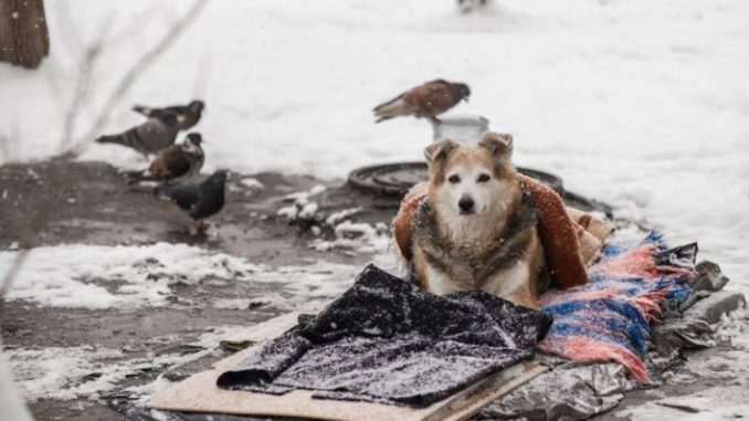 Новини Кіровоградщини, тварини взимку